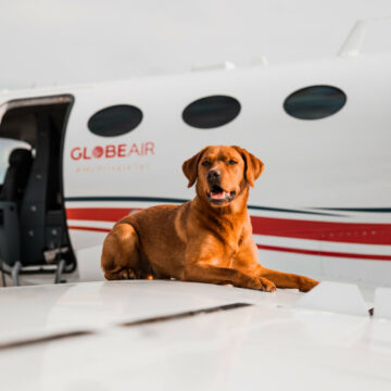 Tips for flying with pets