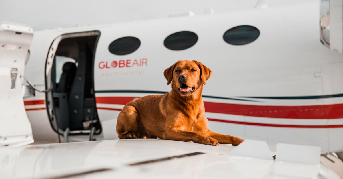 Tips for flying with pets • The GlobeAir Blog • GlobeAir